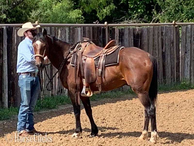 "Profit" Bay Gelding Quarter Horse - Quarter Horse in Texas