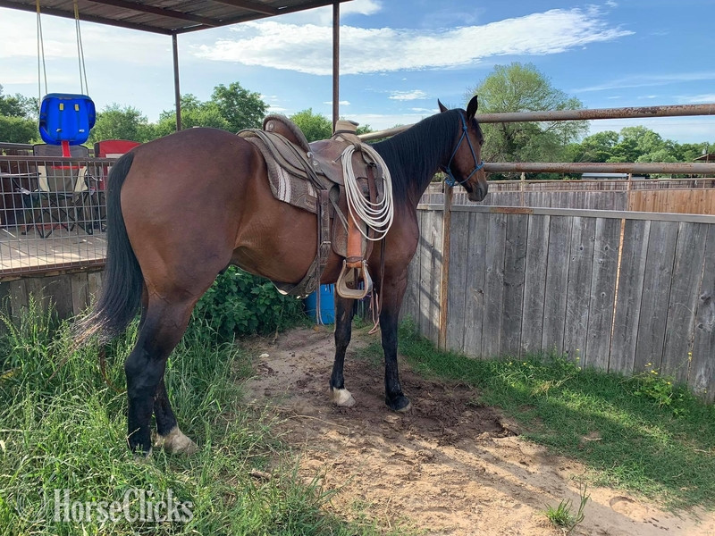 "Profit" Bay Gelding Quarter Horse - Quarter Horse