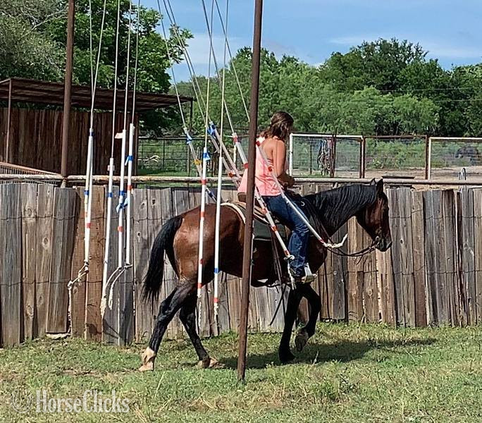 "Profit" Bay Gelding Quarter Horse Texas
