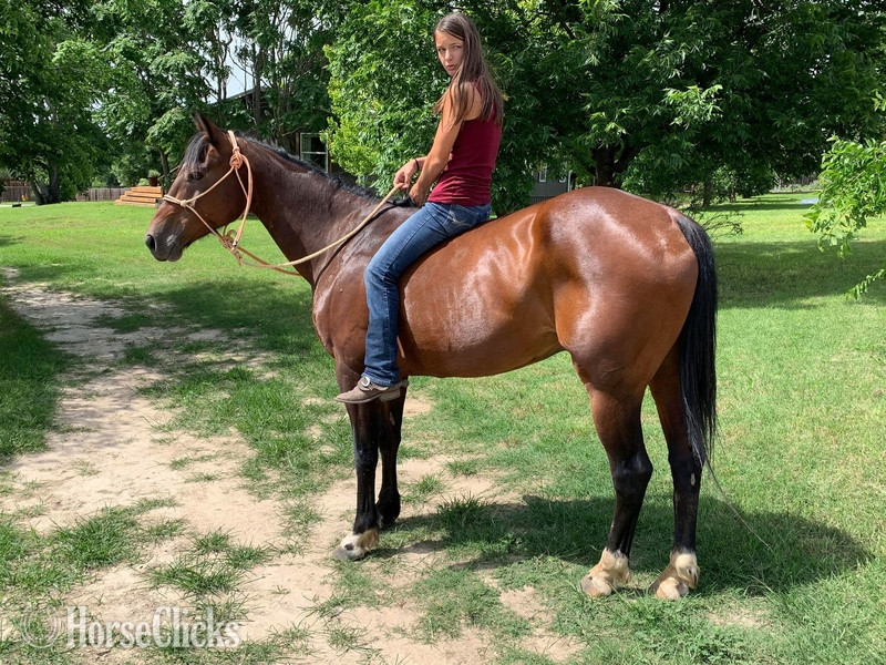 Quarter Horse - "Profit" Bay Gelding Quarter Horse in Texas
