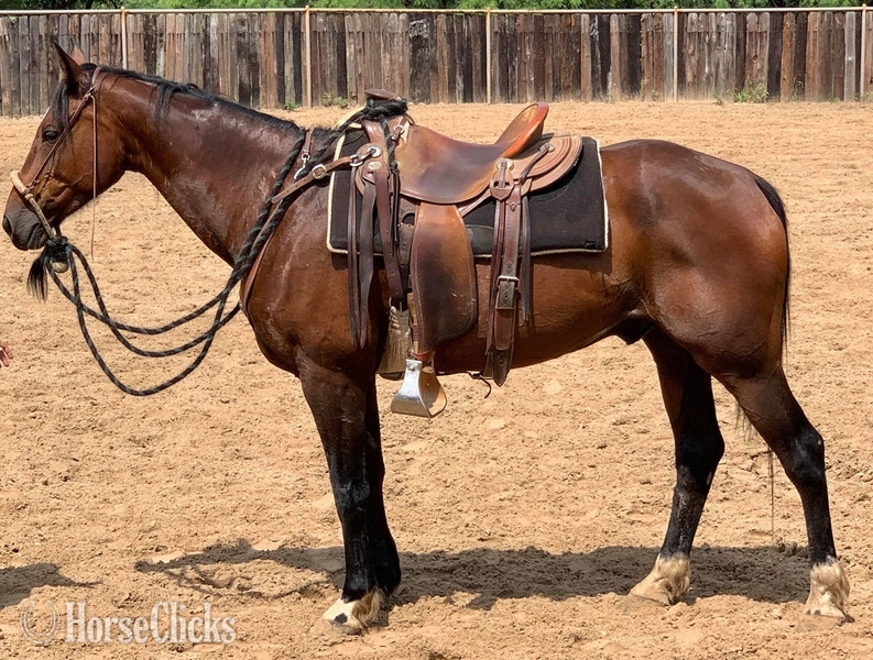 "Profit" Bay Gelding Quarter Horse in Texas