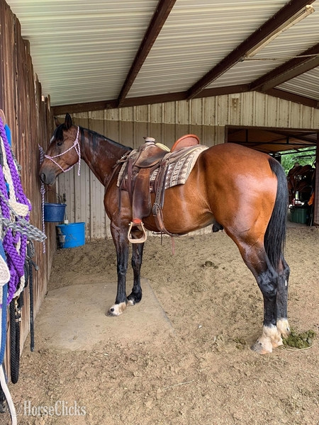 Quarter Horse - "Profit" Bay Gelding Quarter Horse