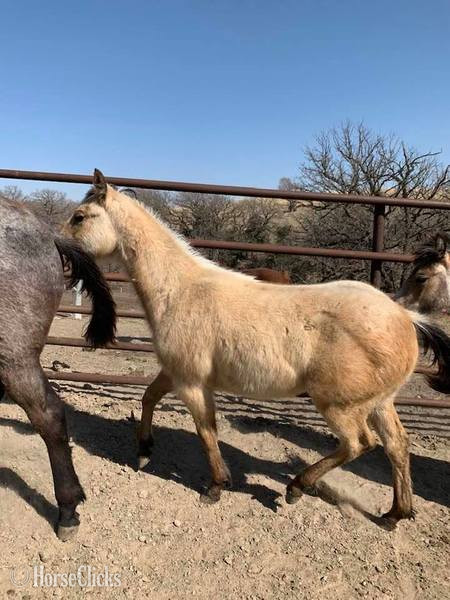"Captain San Lena" Buckskin Filly Quarter Horse Nebraska