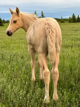 "Nugget" Palomino Colt Quarter Horse