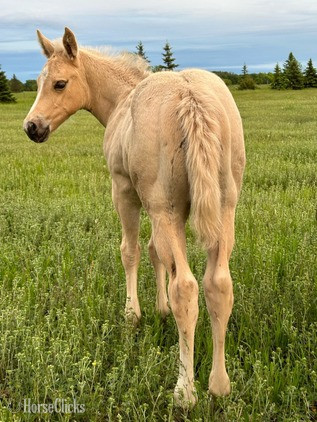 "Nugget" Palomino Colt Quarter Horse in Minnesota