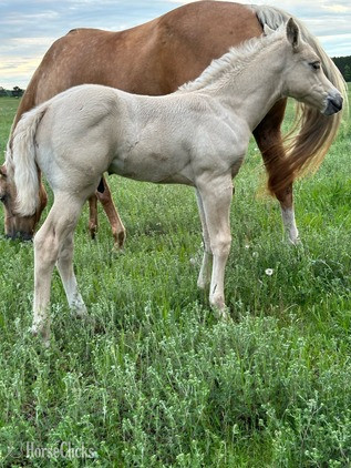 "Nugget" Palomino Colt Quarter Horse