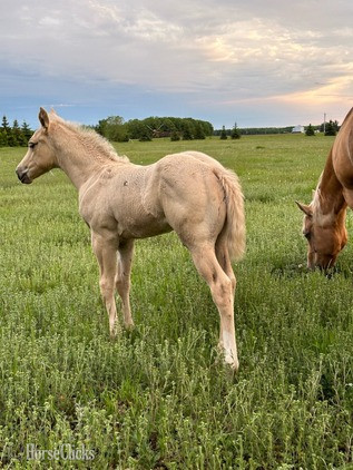 Minnesota "Nugget" Palomino Colt Quarter Horse