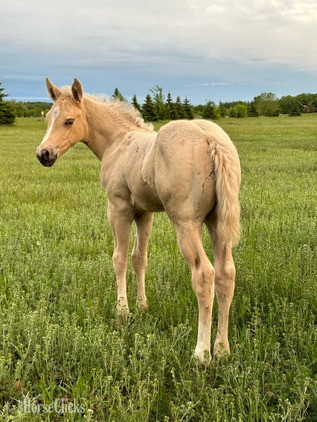 "Nugget" Palomino Colt Quarter Horse - Quarter Horse in Minnesota