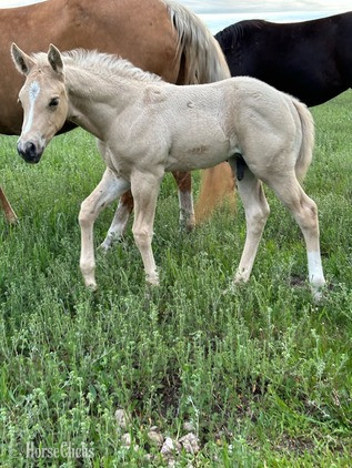 "Nugget" Palomino Colt Quarter Horse Minnesota