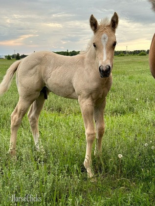 Quarter Horse - "Nugget" Palomino Colt Quarter Horse