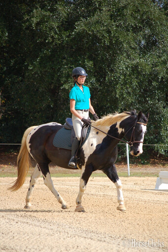 14.2hh Gelding for Lease