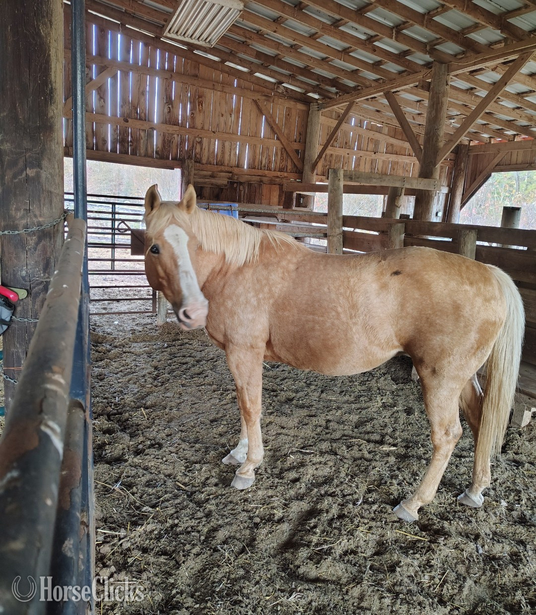 "Chloe " Palomino Mare Quarter Horse in Georgia