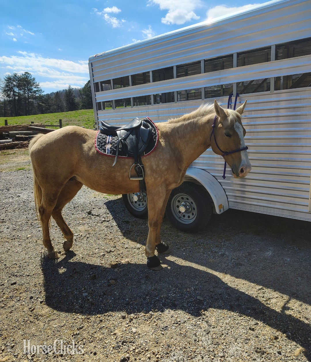 Georgia "Chloe " Palomino Mare Quarter Horse