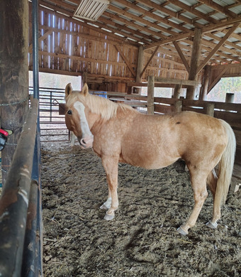 "Chloe " Palomino Mare Quarter Horse