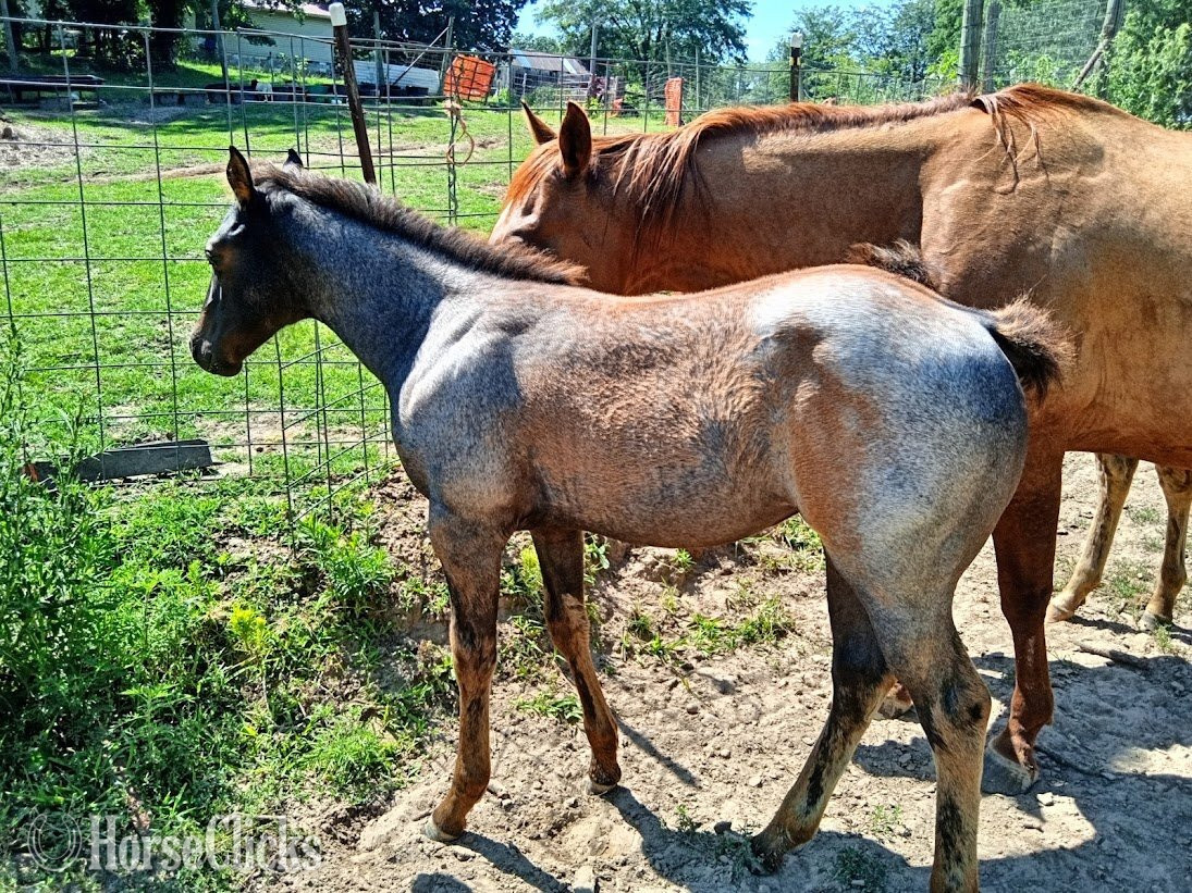 "Sky" Blue Roan Filly Quarter Horse in Missouri