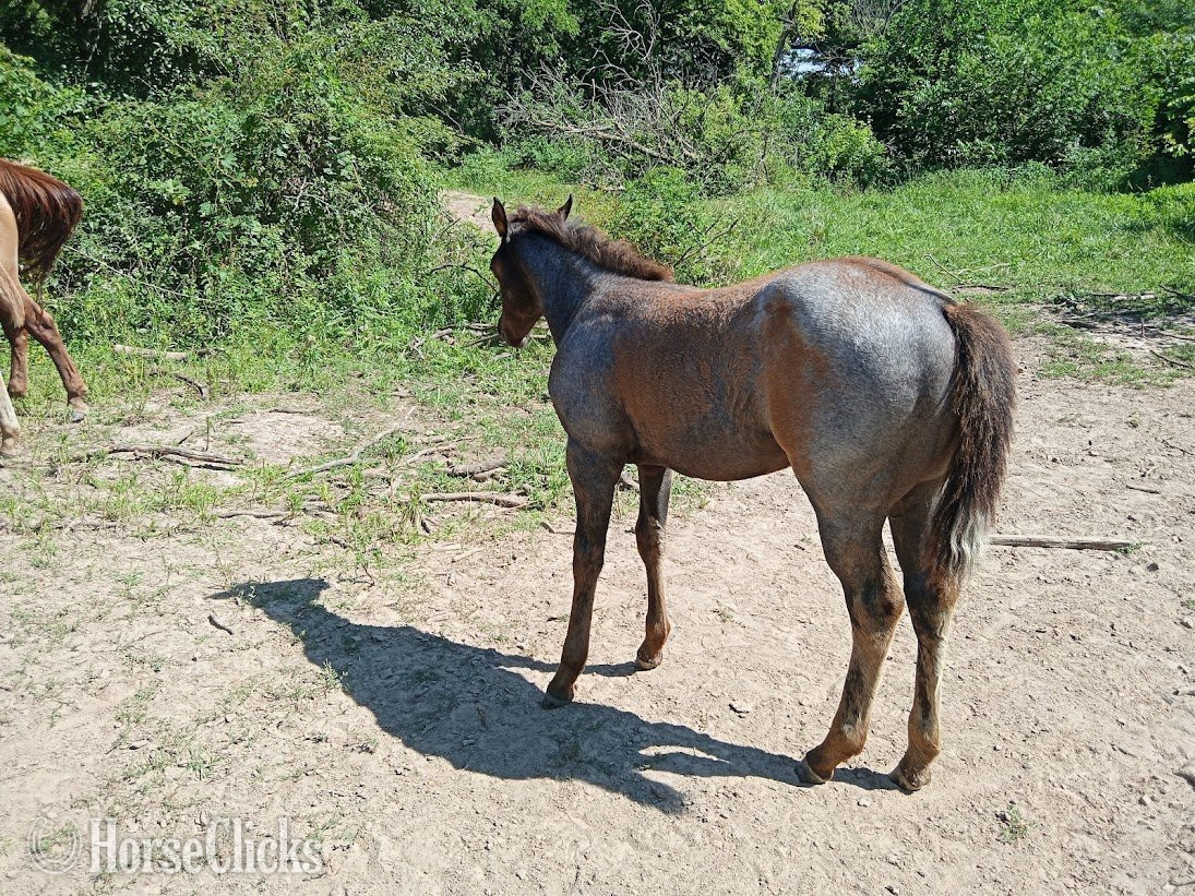 "Sky" Blue Roan Filly Quarter Horse
