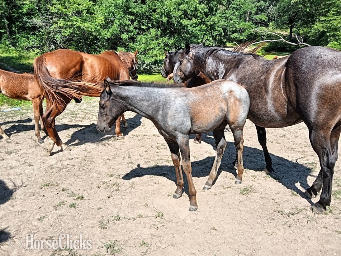Missouri "Sky" Blue Roan Filly Quarter Horse