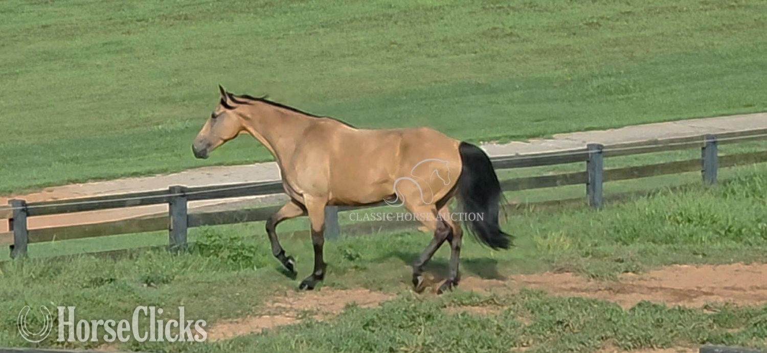 "JASMINE" Buckskin Mare Missouri Fox Trotter