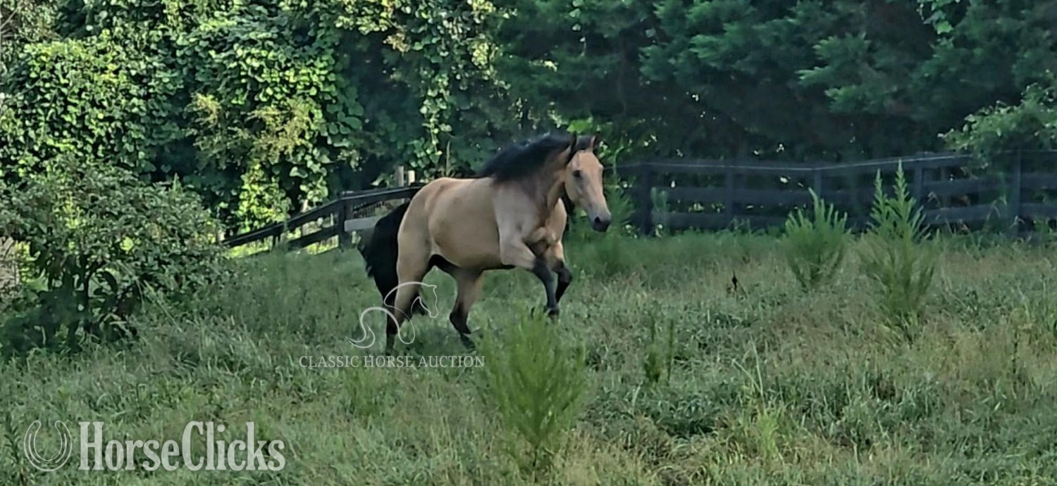 "JASMINE" Buckskin Mare Missouri Fox Trotter - Missouri Fox Trotter in Georgia