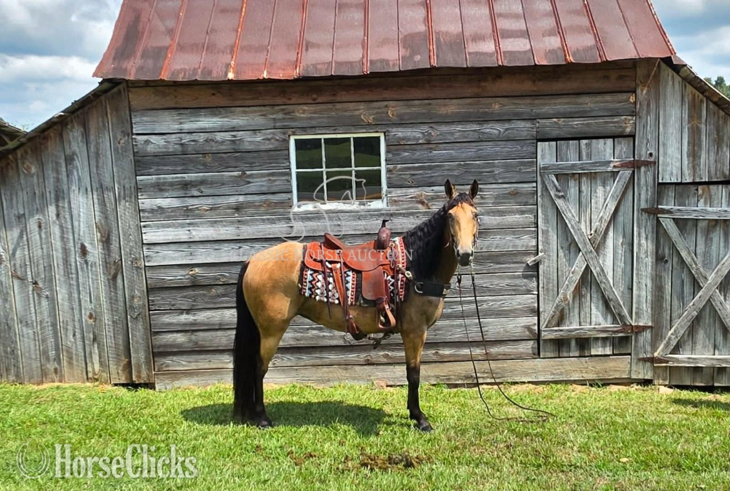 "JASMINE" Buckskin Mare Missouri Fox Trotter - Missouri Fox Trotter