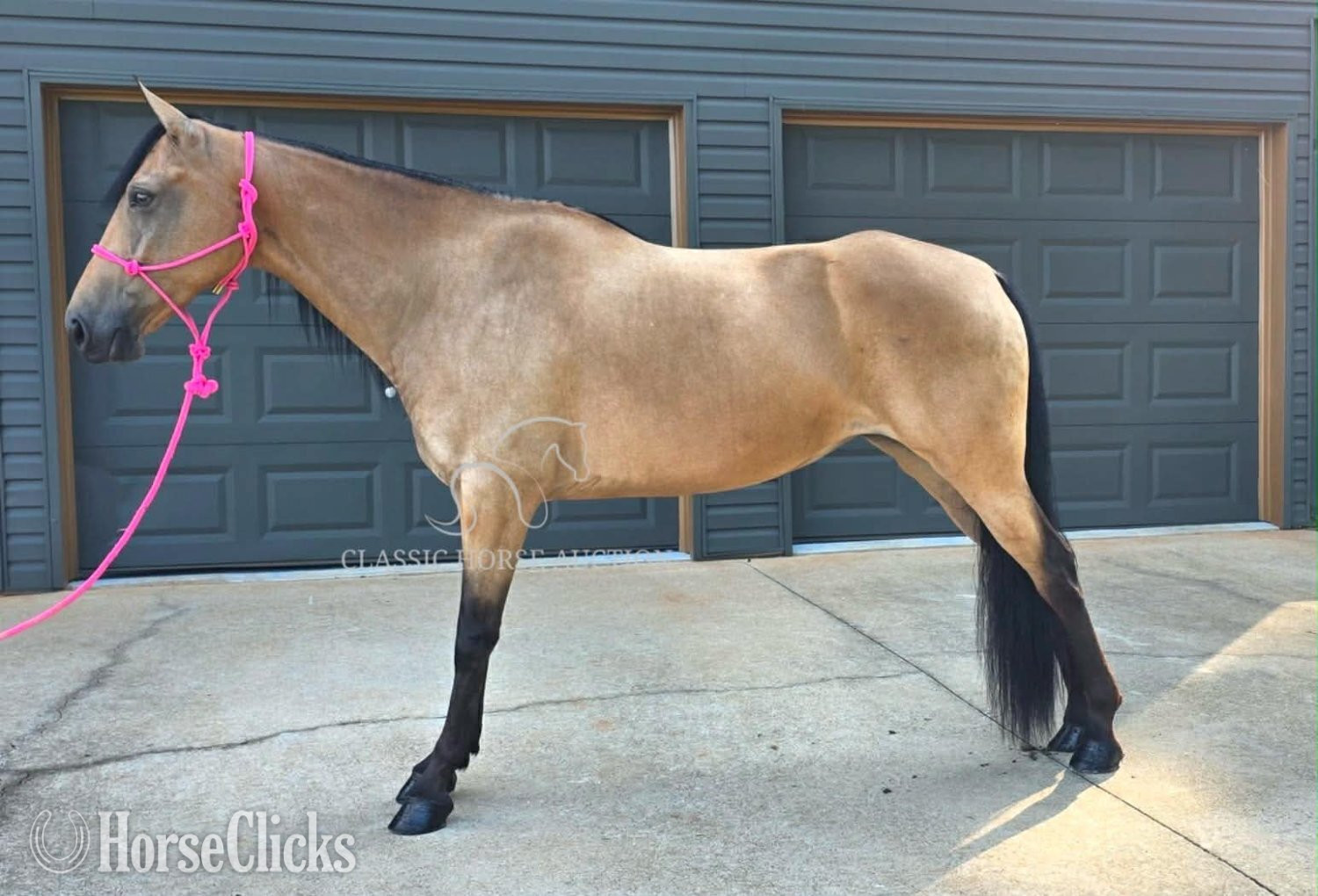 "JASMINE" Buckskin Mare Missouri Fox Trotter Georgia