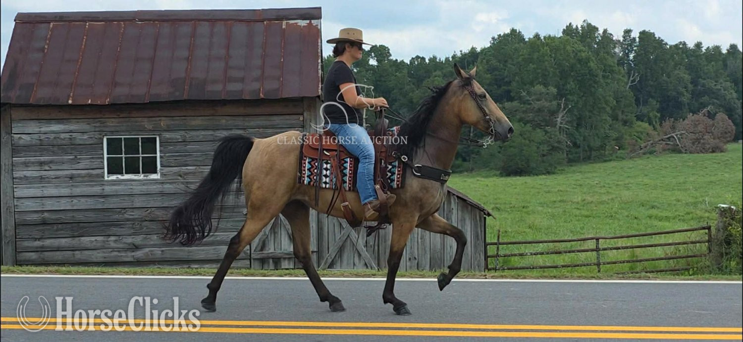 Missouri Fox Trotter - "JASMINE" Buckskin Mare Missouri Fox Trotter