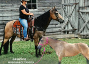 "JASMINE" Buckskin Mare Missouri Fox Trotter