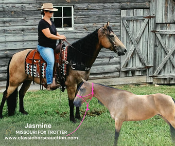"JASMINE" Buckskin Mare Missouri Fox Trotter
