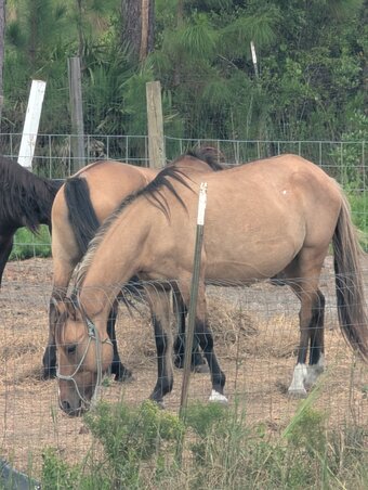 "Gem and Jewel" Brown Mare Fjord