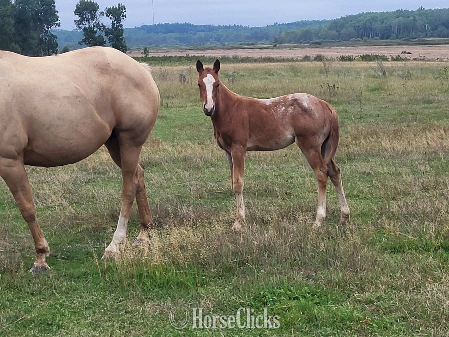 "N/a" Red Roan Colt Quarter Horse in Minnesota