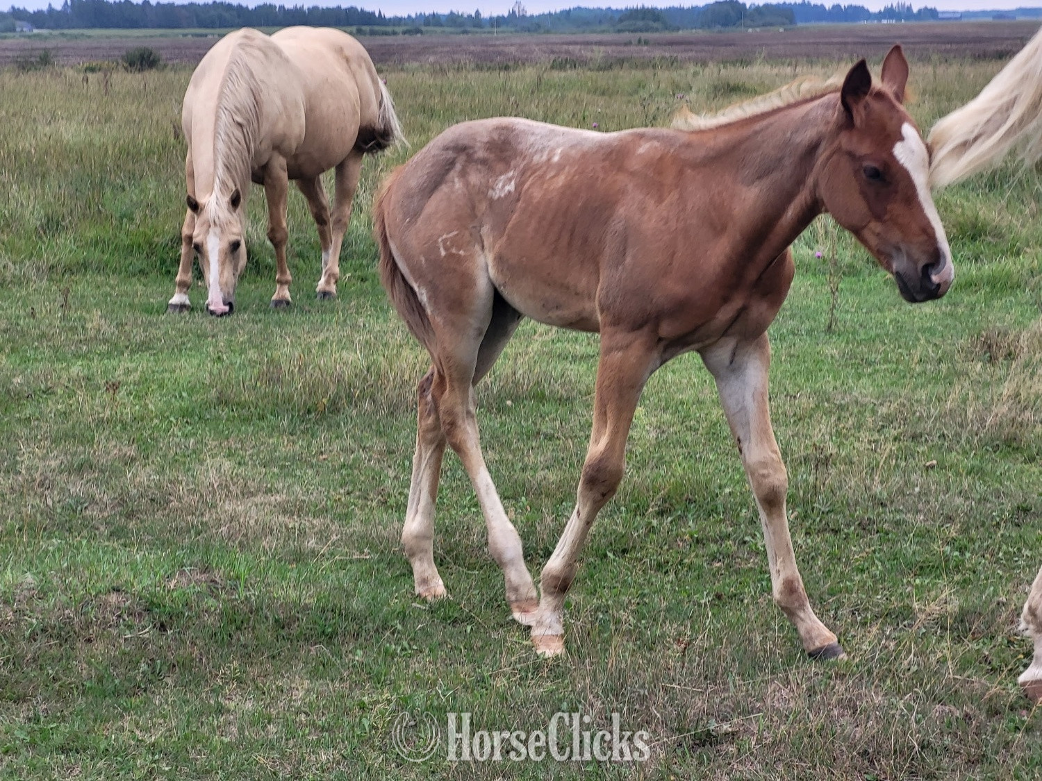"N/a" Red Roan Colt Quarter Horse