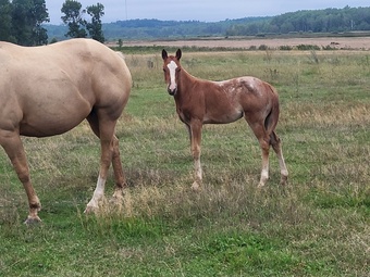 "N/a" Red Roan Colt Quarter Horse