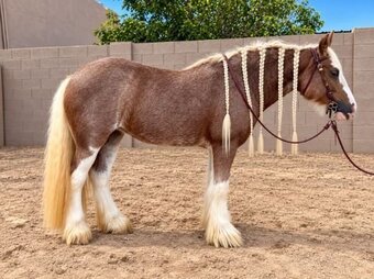 "Matilda" Strawberry Roan Mare Gypsy Vanner
