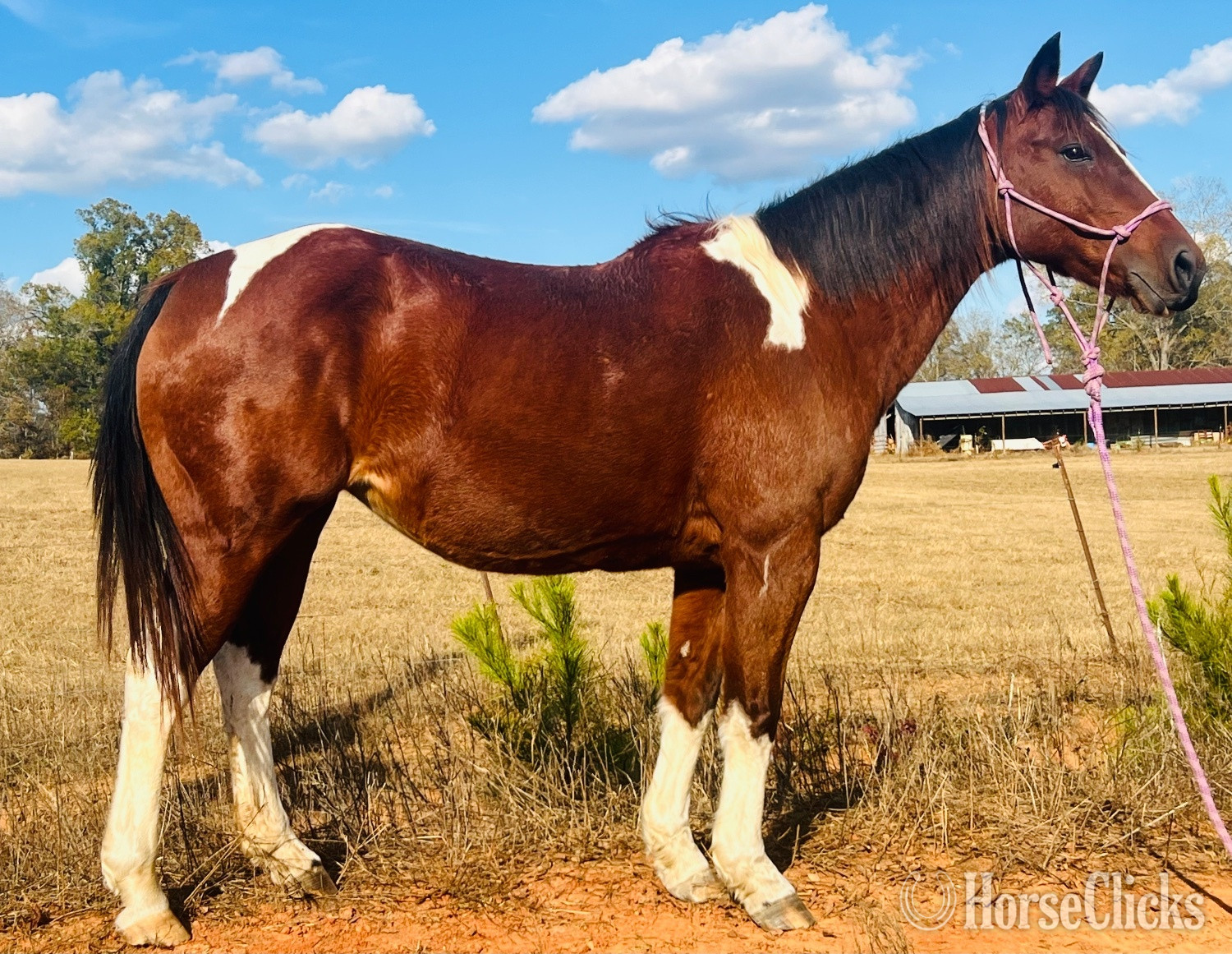 "Millie" Spotted Mare Paint in Alabama