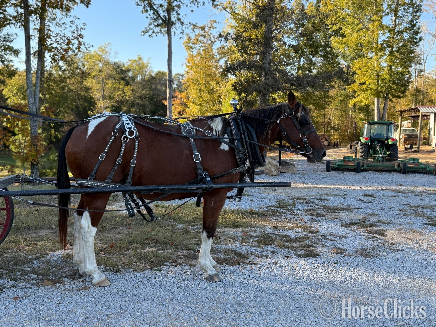 "Millie" Spotted Mare Paint
