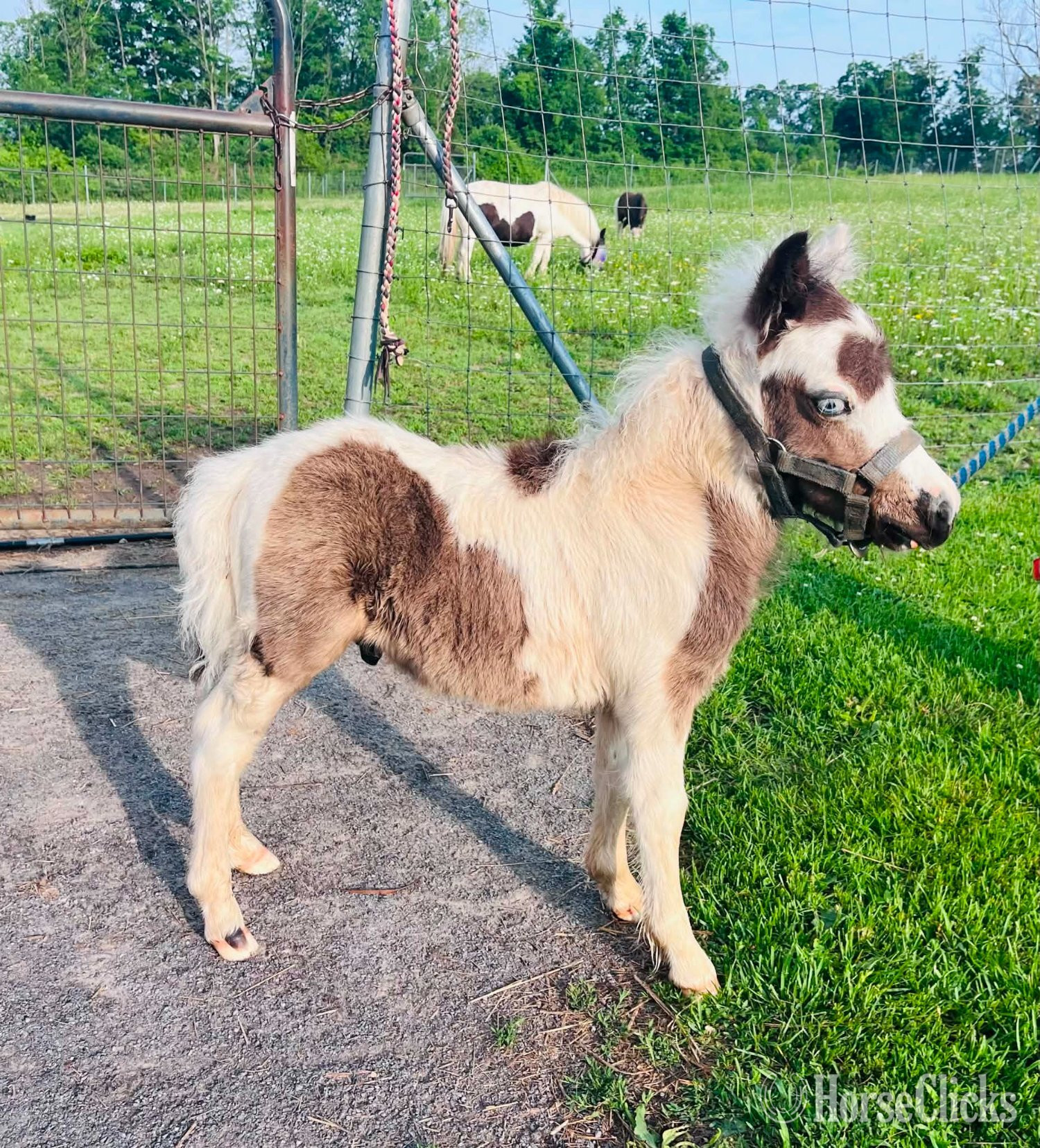 "OBMs Mr Dreams Take Flight" Pinto Colt American Miniature