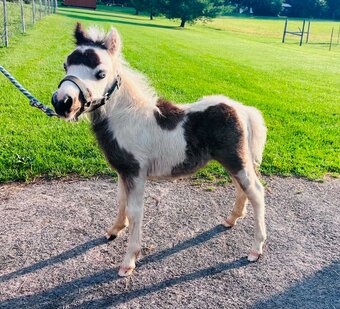 "OBMs Mr Dreams Take Flight" Pinto Colt American Miniature