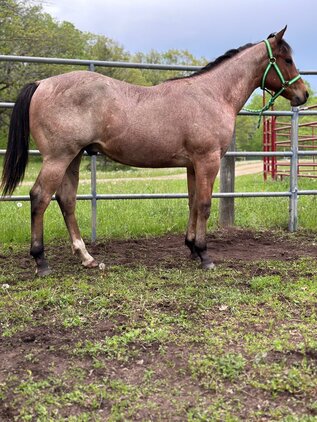 "Kid" Bay Roan Colt Quarter Horse