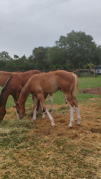 "This Kid Is Cool" Overo Colt Paint