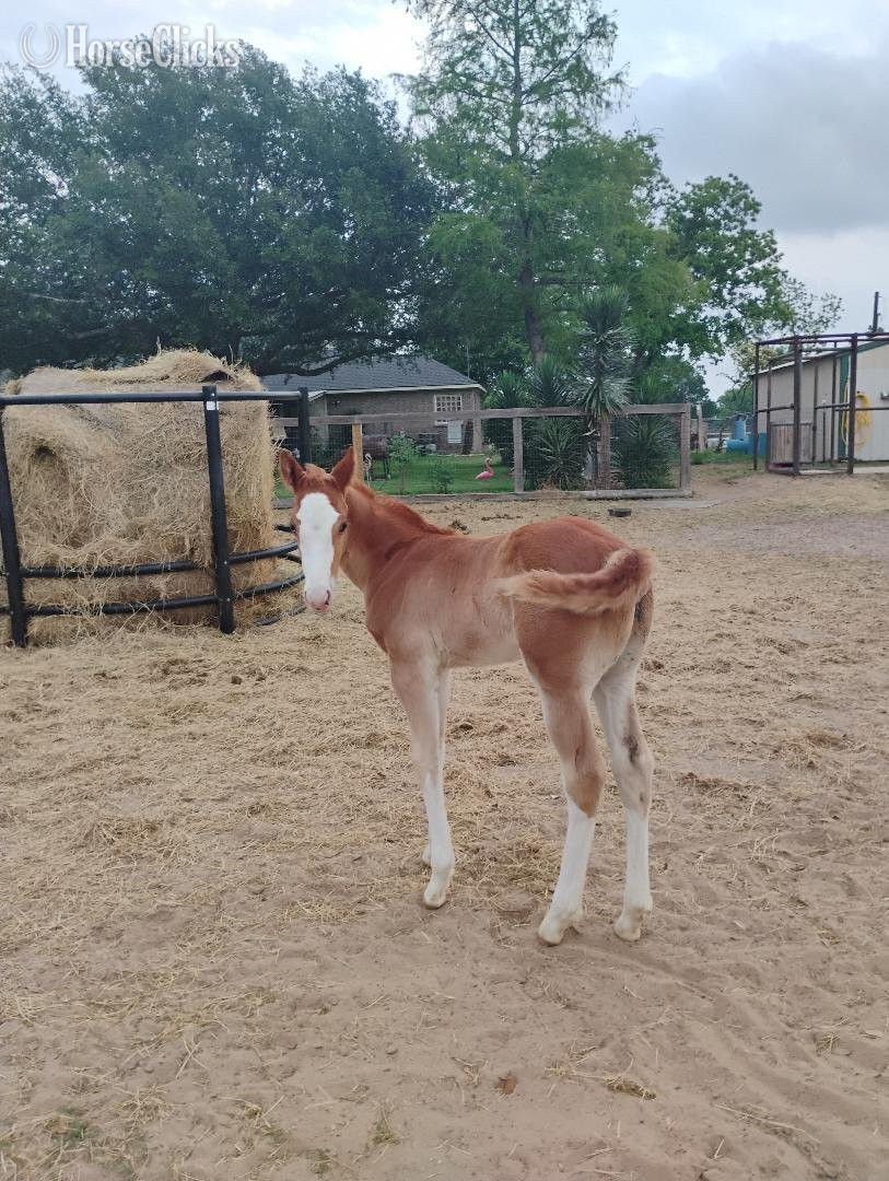 "This Kid Is Cool" Overo Colt Paint