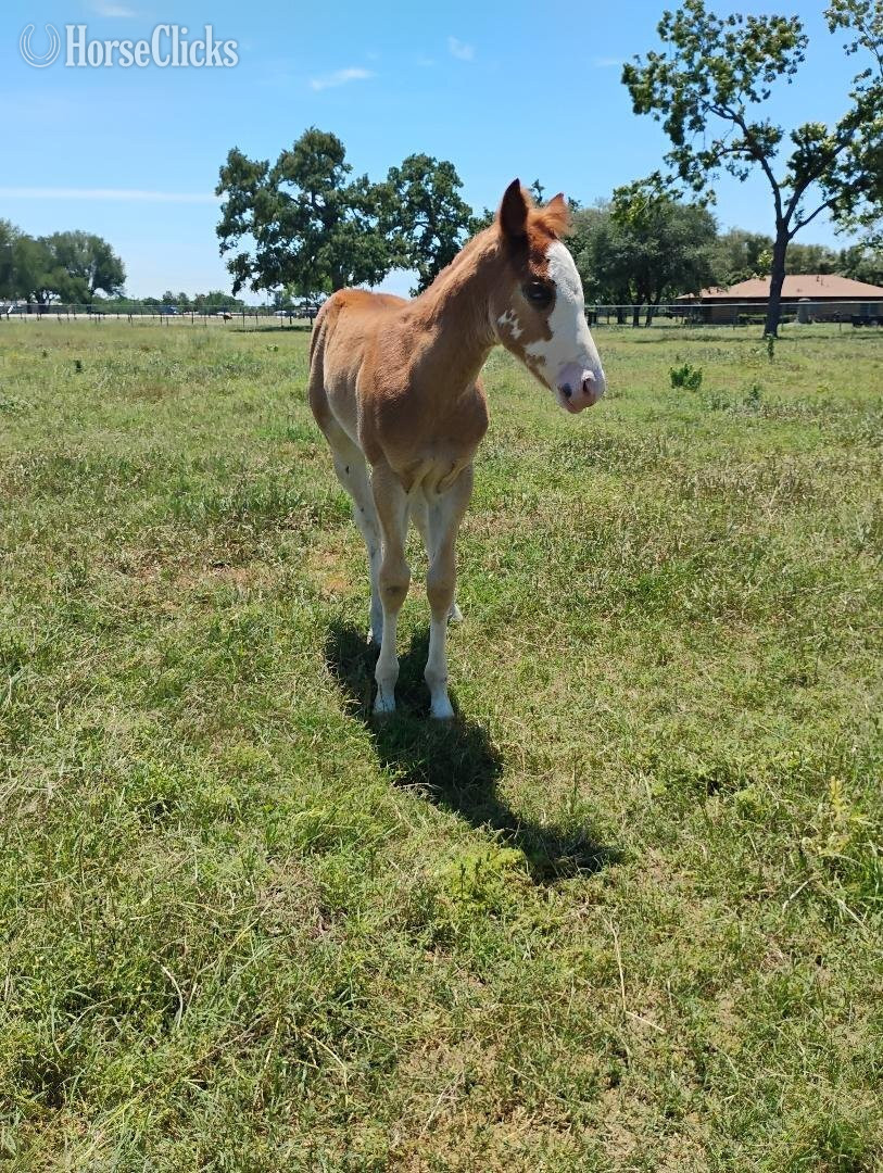Texas "This Kid Is Cool" Overo Colt Paint