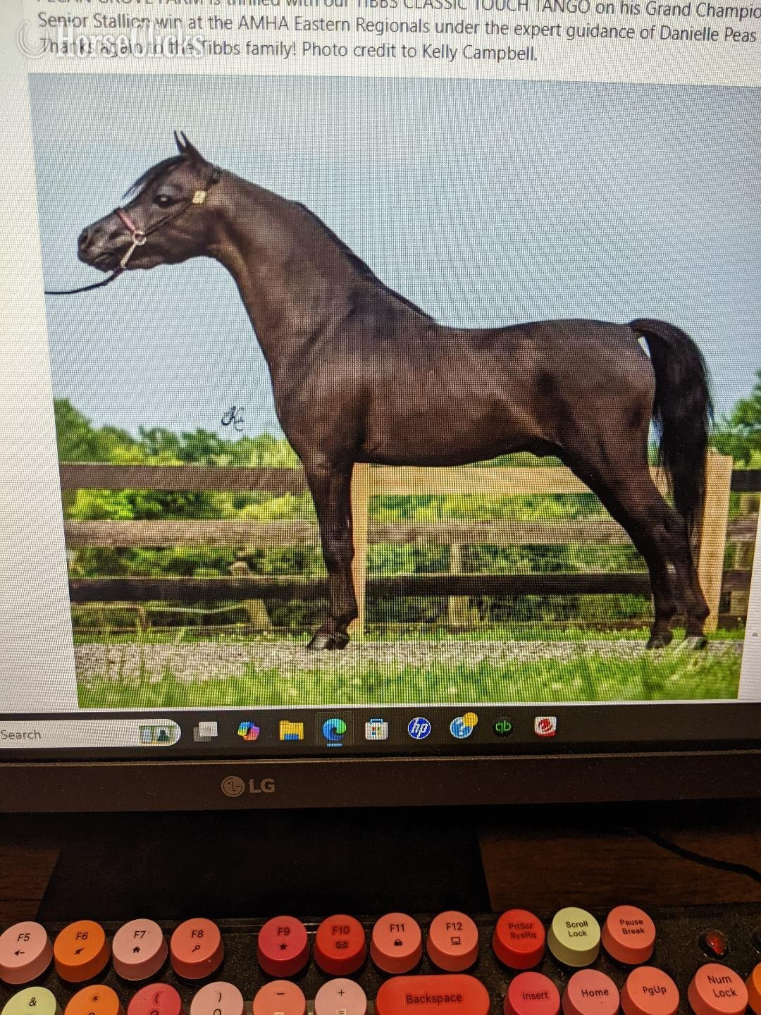 "Peyton" Black Stallion American Miniature in Mississippi