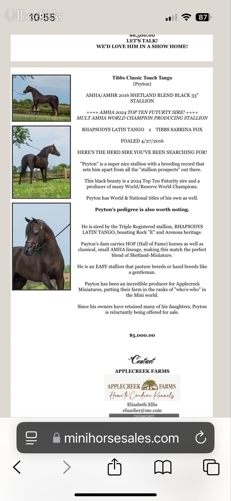 "Peyton" Black Stallion American Miniature
