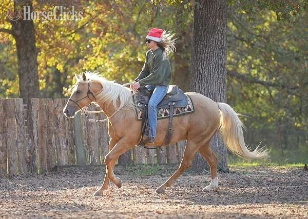 Palomino 14.3hh Gelding for Lease