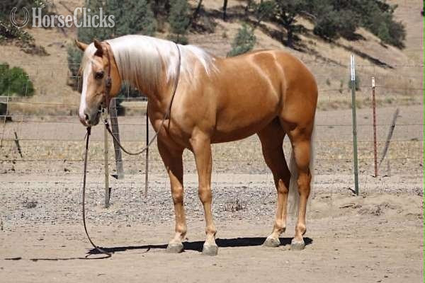 Palomino 14.3hh Gelding for Lease -  in Texas