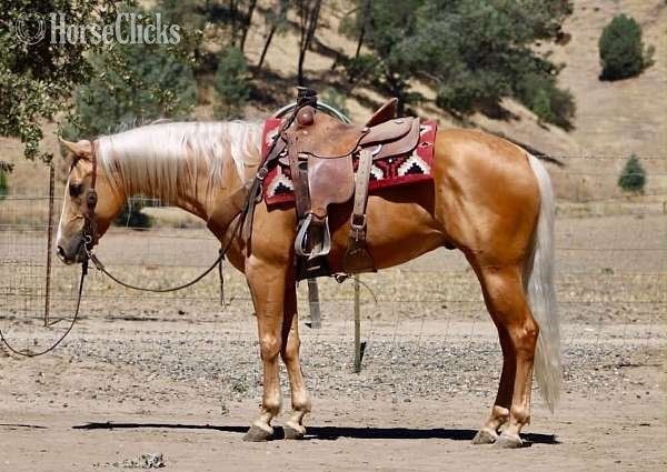 Palomino 14.3hh Gelding for Lease - 