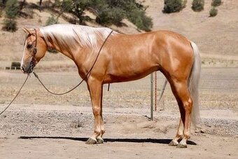 Palomino 14.3hh Gelding for Lease