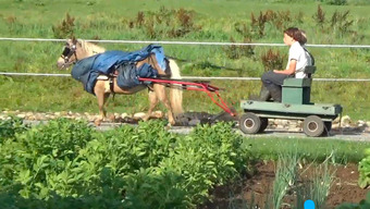 "Dixie " Silver Dapple Mare American Miniature
