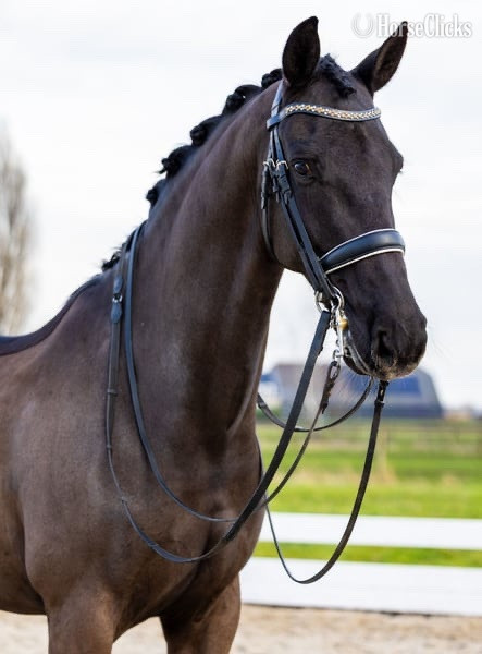 "Kingsley" Black Gelding Warmblood in Alaska