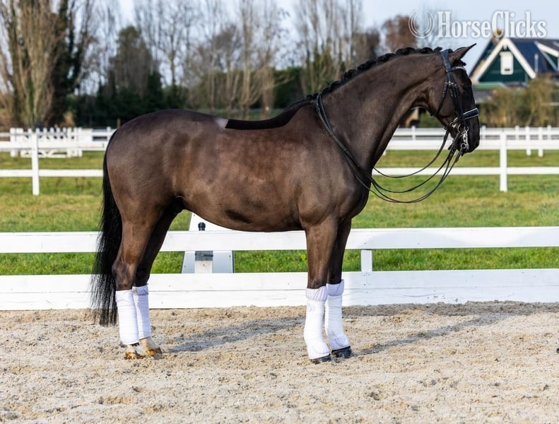 "Kingsley" Black Gelding Warmblood